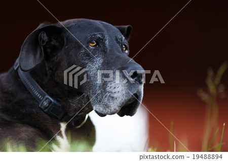 Portrait of old dog 19488894