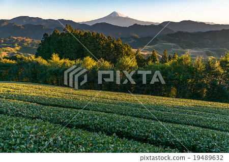 [靜岡縣]清晨，富士山和茶園 19489632