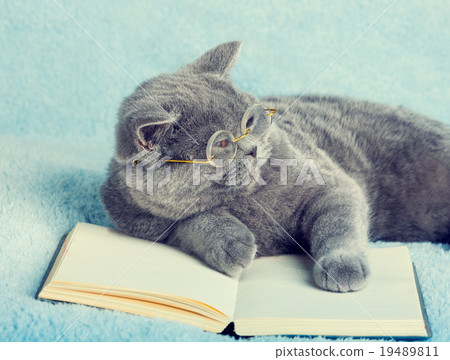 Cat wearing glasses lying on the book Cat wearing glasses lying on the book 19489811
