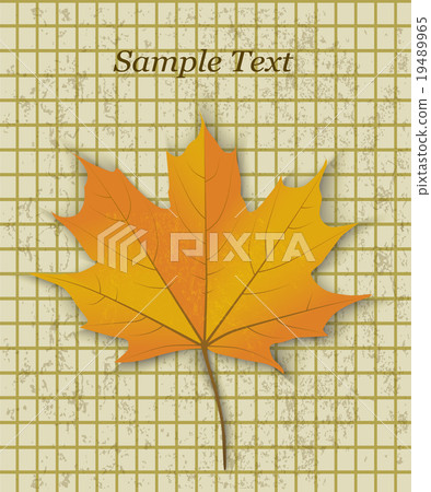 yellow maple leaf 19489965