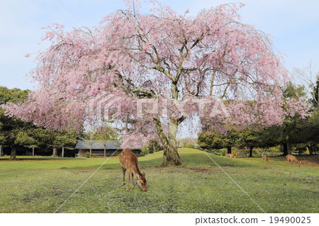 奈良公園鹿和櫻桃櫻花 奈良公園鹿和櫻桃櫻花 19490025