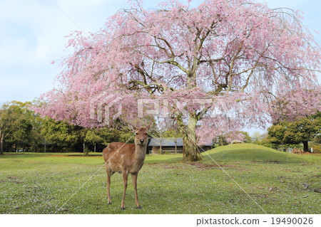 奈良公園鹿和櫻桃櫻花 奈良公園鹿和櫻桃櫻花 19490026