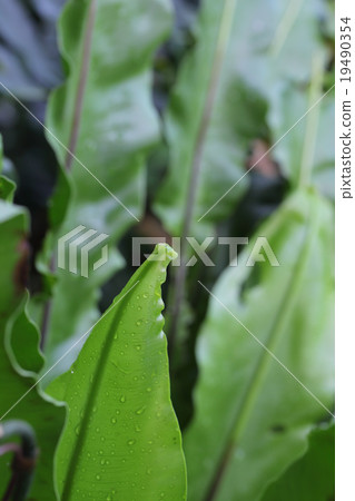 Otaniwanari年輕葉子和雨下落 Otaniwanari年輕葉子和雨下落 19490354