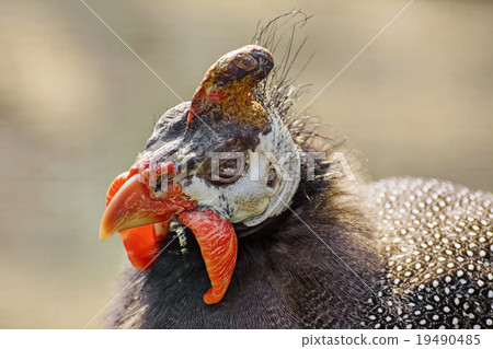 Portrait of Guineafowl Portrait of Guineafowl 19490485