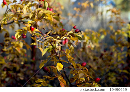 dogrose branch fragment with fruits, gold leaves dogrose branch fragment with fruits, gold leaves 19490639