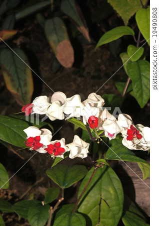 Genpeikers Genpeikers 19490808