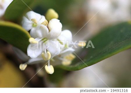 Natural plant Holly, male. I use it at Christmas "Holly Holly" and it seems to be different from this one 19491316