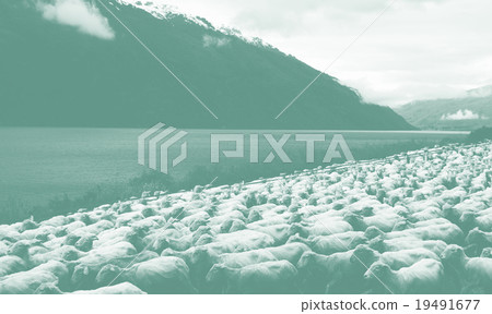 Herd Sheeps Scenic Lake Mountain Farm Livestock Concept Herd Sheeps Scenic Lake Mountain Farm Livestock Concept 19491677