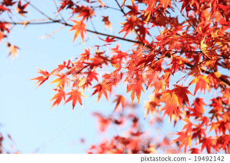 秋天的樹葉 19492142