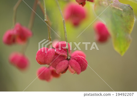 真由美 真由美 19492207