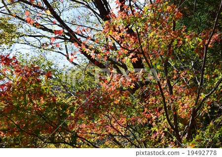 Autumn leaves of the Kagawa valley Autumn leaves of the Kagawa valley 19492778