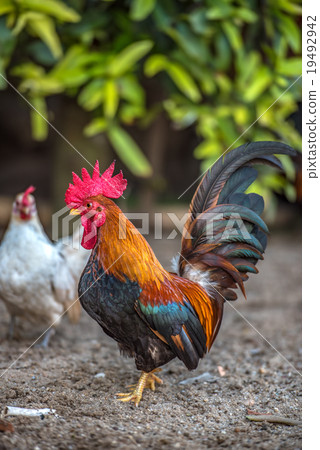 The male and female bantam forage on the ground The male and female bantam forage on the ground 19492942