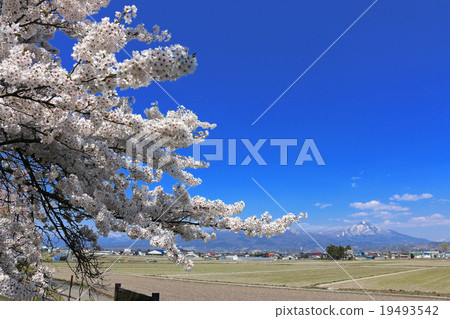 Bandai mountain from the sacred site Bandai mountain from the sacred site 19493542