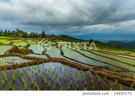 The rice field on the mountain. 19493573
