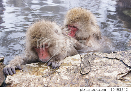 Jigokudani wild monkey park Jigokudani wild monkey park 19493842
