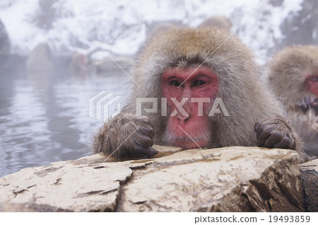 Jigokudani wild monkey park Jigokudani wild monkey park 19493859