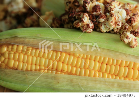 tasty popcorn and fresh corn 19494973