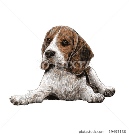 beagle hand drawn 19495188