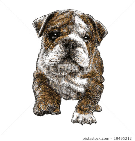 bulldog hand drawn 19495212