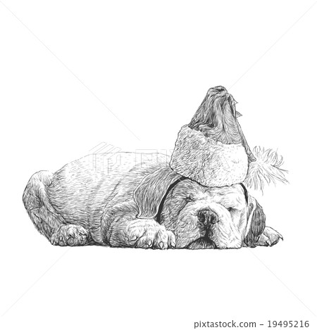 bulldog hand drawn bulldog hand drawn 19495216