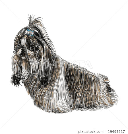 Shih Tzu hand drawn Shih Tzu hand drawn 19495217