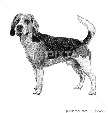 beagle hand drawn beagle hand drawn 19495222