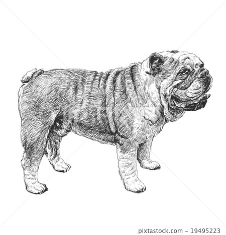 bulldog hand drawn 19495223
