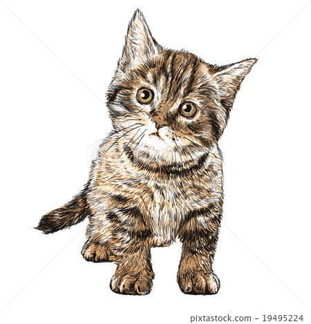 Little cat 19495224