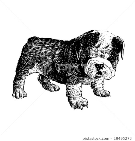 bulldog hand drawn bulldog hand drawn 19495273