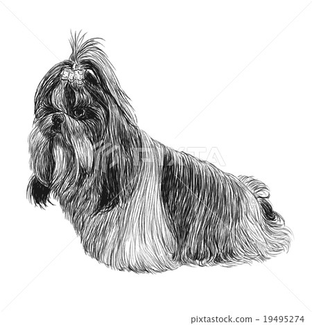 Shih Tzu hand drawn Shih Tzu hand drawn 19495274