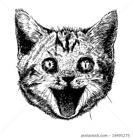 head of smiling cat head of smiling cat 19495275