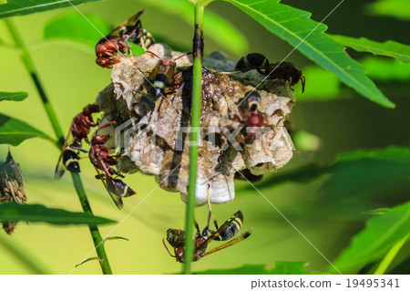 wasps in vespiary 19495341