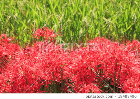 群集孤挺花 19495496