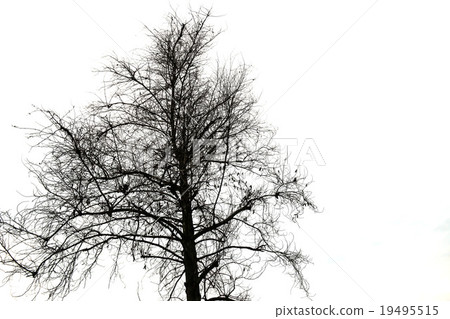 dry tree 19495515
