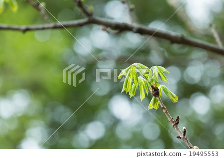 Marronnier's sprout Marronnier's sprout 19495553