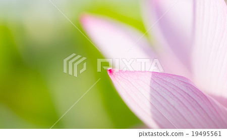 Lotus Lotus 19495561