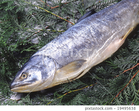 Salmon dry matter 19495638