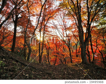 Buried in autumn leaves 19495988