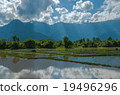 Water Buffalo in Rice Paddy Field 19496296