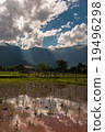 Cloudy Blue Sky Reflect in Rice Paddy Field 19496298
