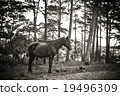 Horse and Pine Forest 19496309