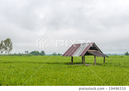 Little Shed on Green Paddy Fields 19496310