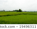Green Rice Field 19496311
