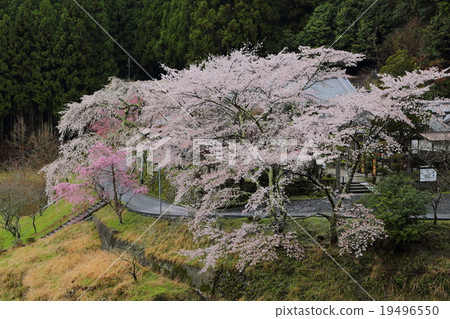 Buddhist cherry blossoms at Sosuji Temple Buddhist cherry blossoms at Sosuji Temple 19496550