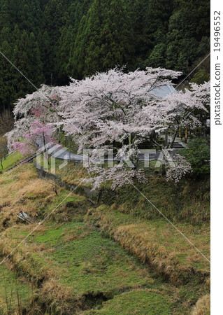 Sosuji寺的佛教櫻花 Sosuji寺的佛教櫻花 19496552