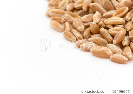 Wheatgrass seed (Wheatberry): Wheatgrass seeds (wheat berries) Wheatgrass seed (Wheatberry): Wheatgrass seeds (wheat berries) 19496645