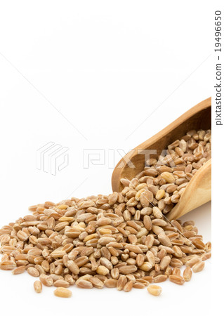Wheatgrass seed (Wheatberry): Wheatgrass seeds (wheat berries) Wheatgrass seed (Wheatberry): Wheatgrass seeds (wheat berries) 19496650