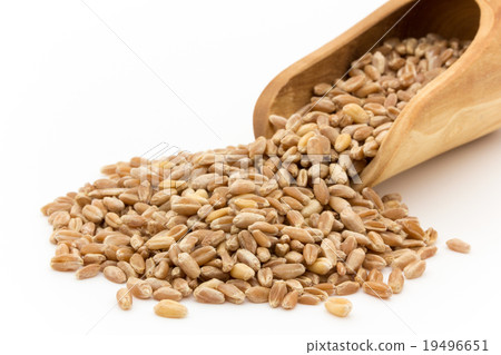 Wheatgrass seed (Wheatberry): Wheatgrass seeds (wheat berries) Wheatgrass seed (Wheatberry): Wheatgrass seeds (wheat berries) 19496651