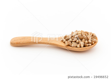 Wheatgrass seed (Wheatberry): Wheatgrass seeds (wheat berries) 19496652