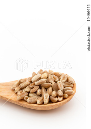 Wheatgrass seed (Wheatberry): Wheatgrass seeds (wheat berries) Wheatgrass seed (Wheatberry): Wheatgrass seeds (wheat berries) 19496653